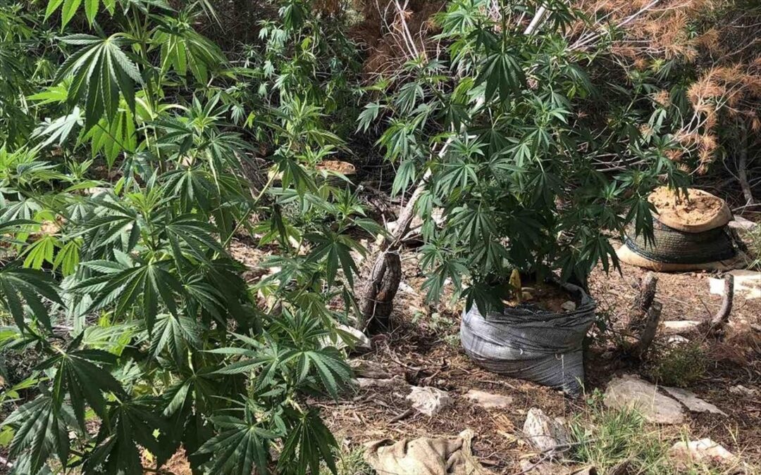 Φυτεία με 300 δενδρύλλια κάνναβης στο Μαραθώνα Αττικής